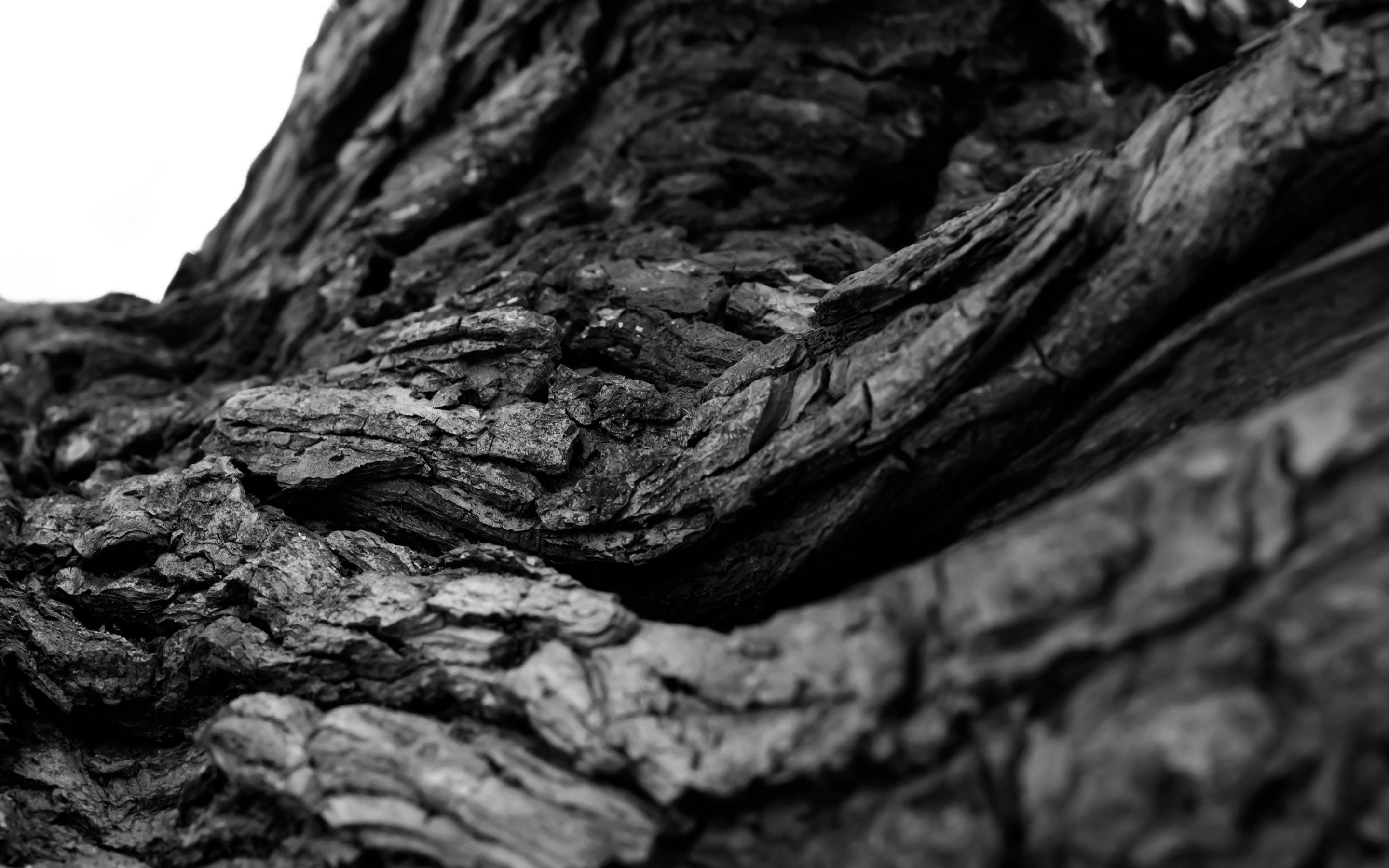 Каменный уголь дерево. Каменный уголь текстура. Черный уголь. Фактура черного дерева. Дерево с черной корой.