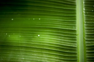 macro wallpaper leaf plant
