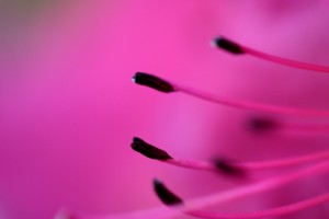 macro wallpaper pink flower