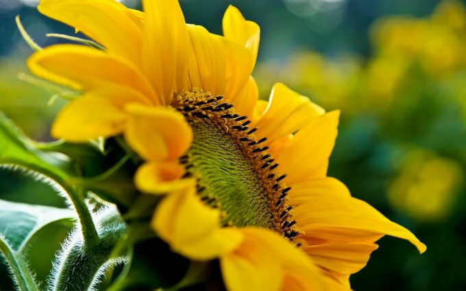 macro wallpaper sunflower