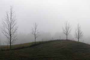 meadow wallpaper foggy winter