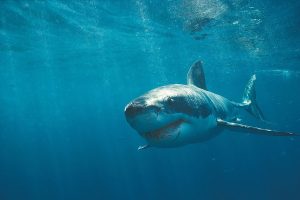 megalodon shark photos
