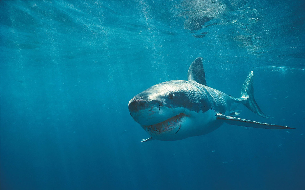 megalodon shark photos