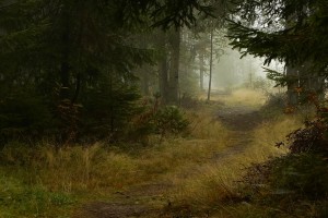 mist wallpaper dense forest
