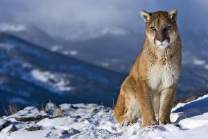 mountain lion wallpapers