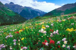 mountain pictures flowers