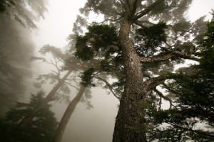 雲霧中的松樹, 能高山 (Trees in mist, NengGao Mountain)