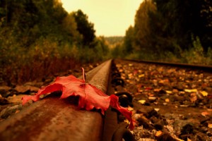 nature autumn railway