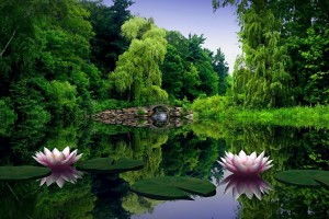 nature background download