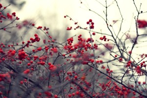 nature branches red berries