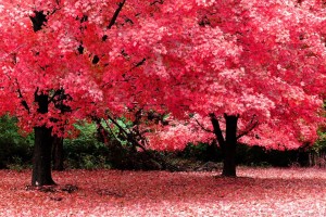 nature wallpaper pink tree