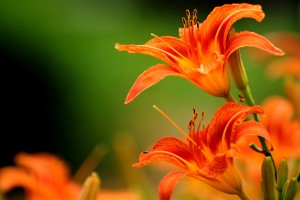 orange lilies orange flowers