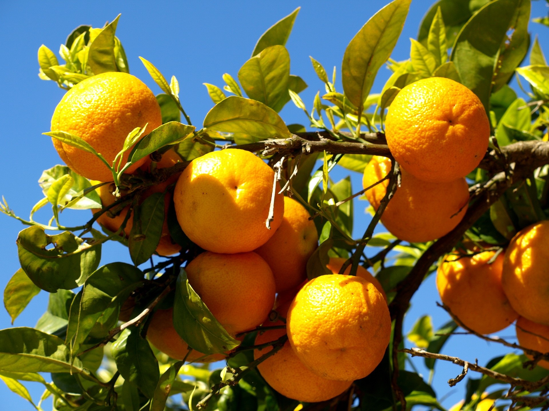 Orange Fruit Harvest - Can You Harvest From A Flowering 