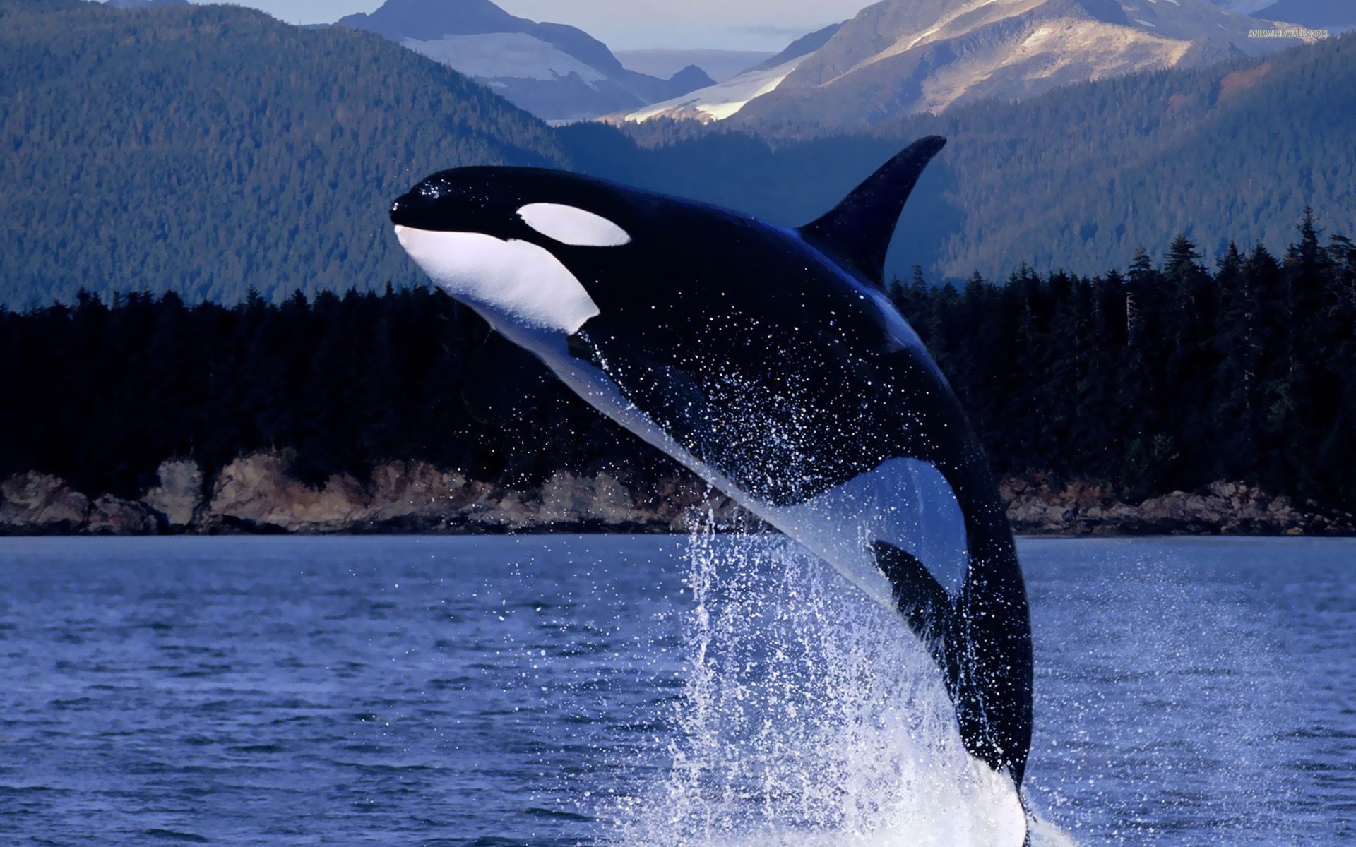 orca pictures