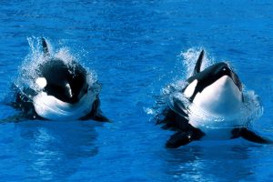 orca whale pictures