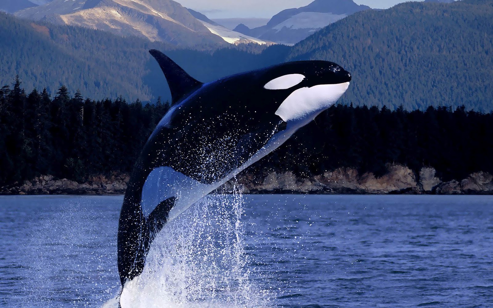 orcas pictures