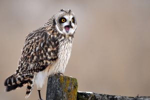 owl A3