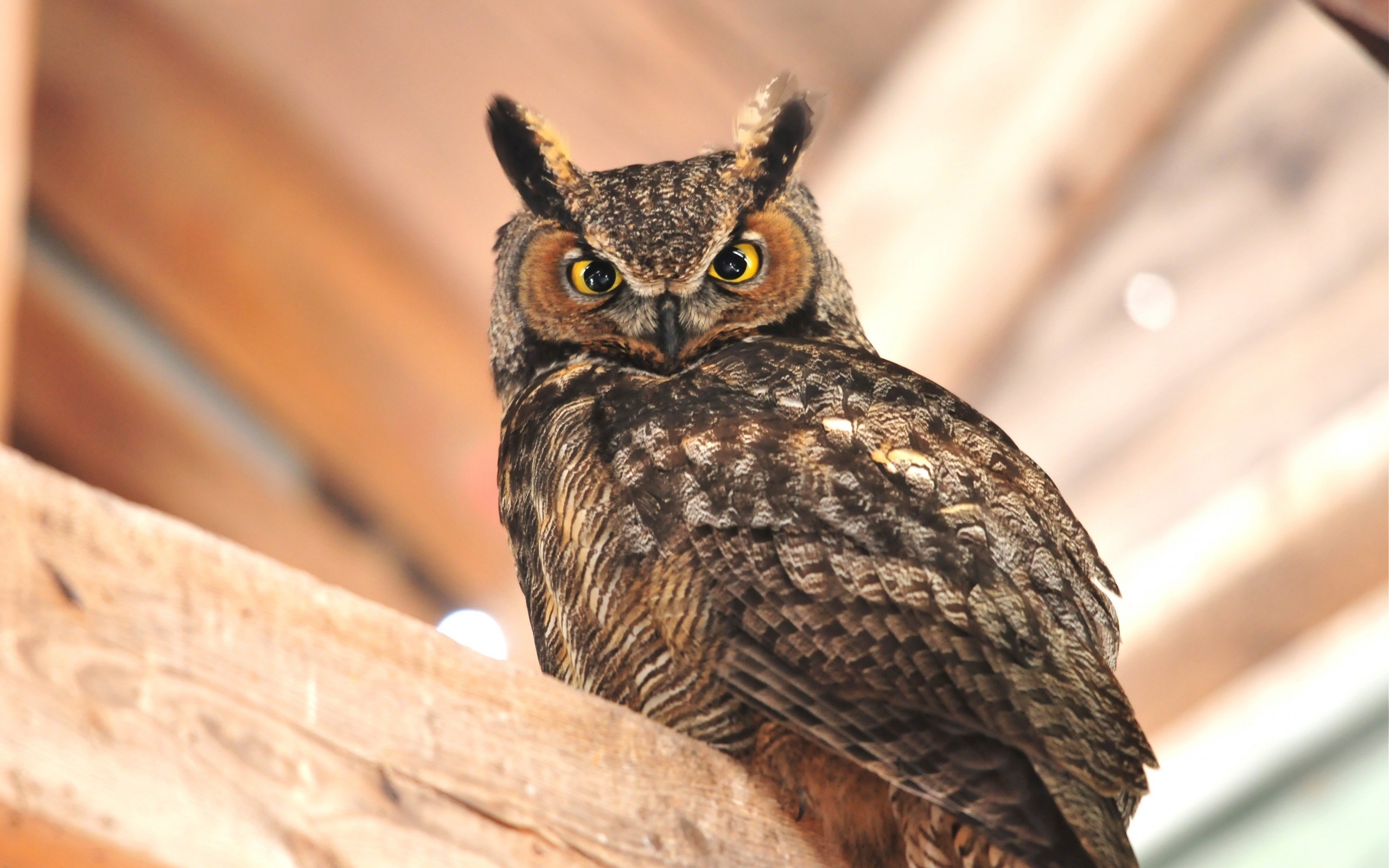owl A7
