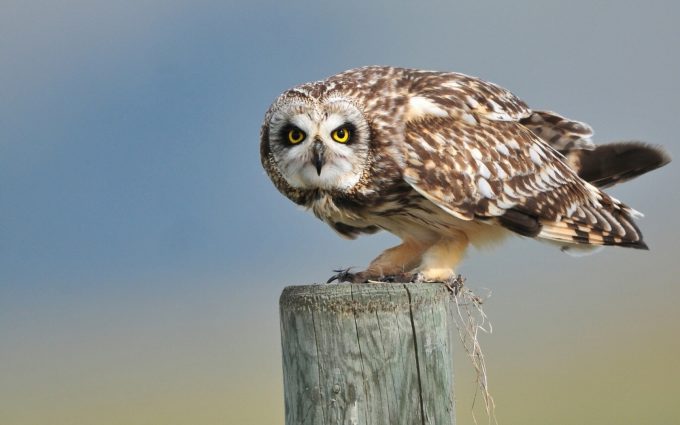 owl A8
