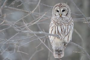 owl backgrounds download