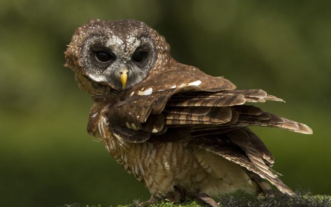 owl beautiful