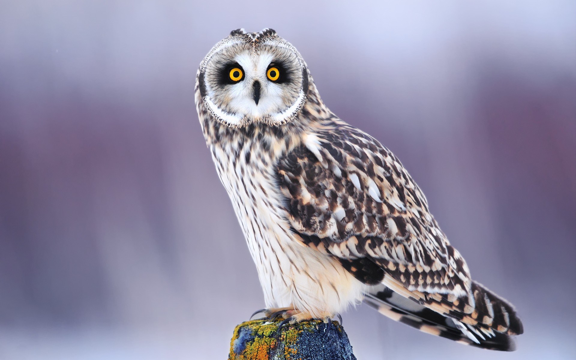 owl bird breed
