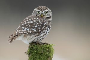 owl cute lovely