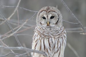 owls hd wallpapers