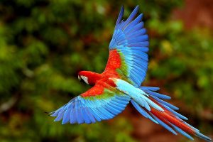 parrot hd images