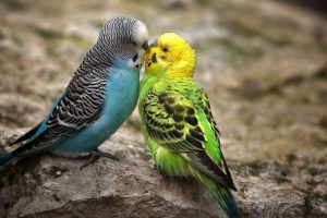 parrot images free