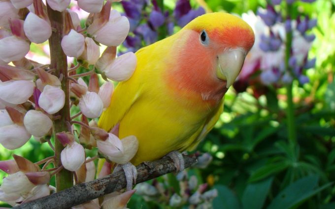 parrot pictures wallpapers