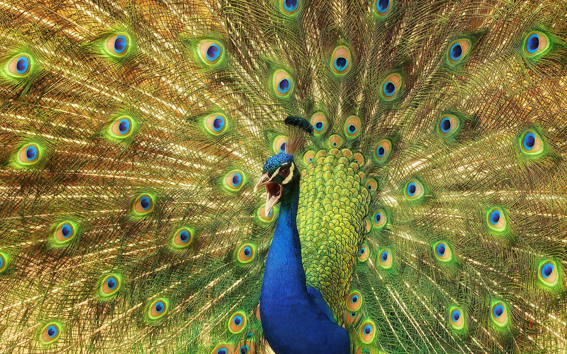 peacock birds