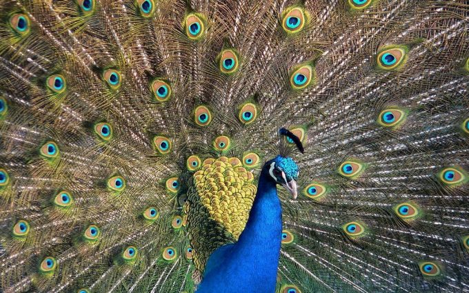 peacock picture hd