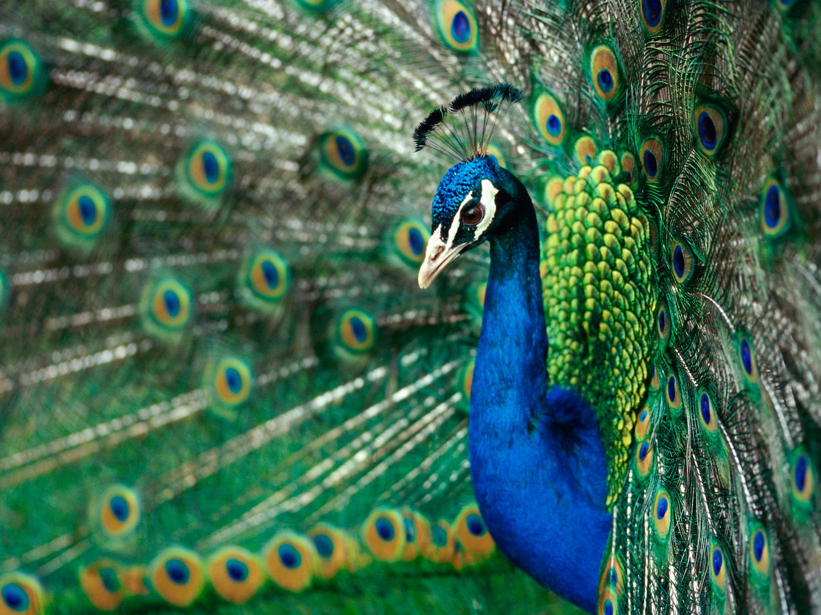 peacock picture