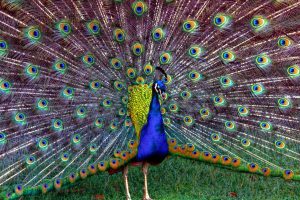 peacock pictures