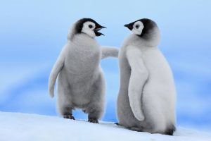 penguin image hd