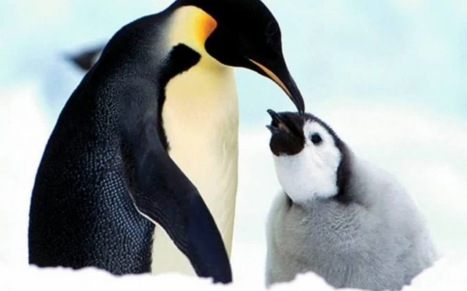 penguin images hd desktop wallpapers  hd