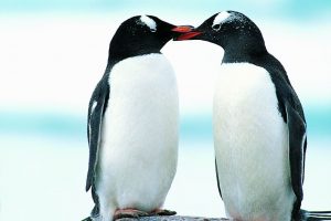 penguin images hd