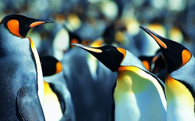penguin photo HD Desktop Wallpapers 4k HD