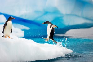 penguin wallpaper jump