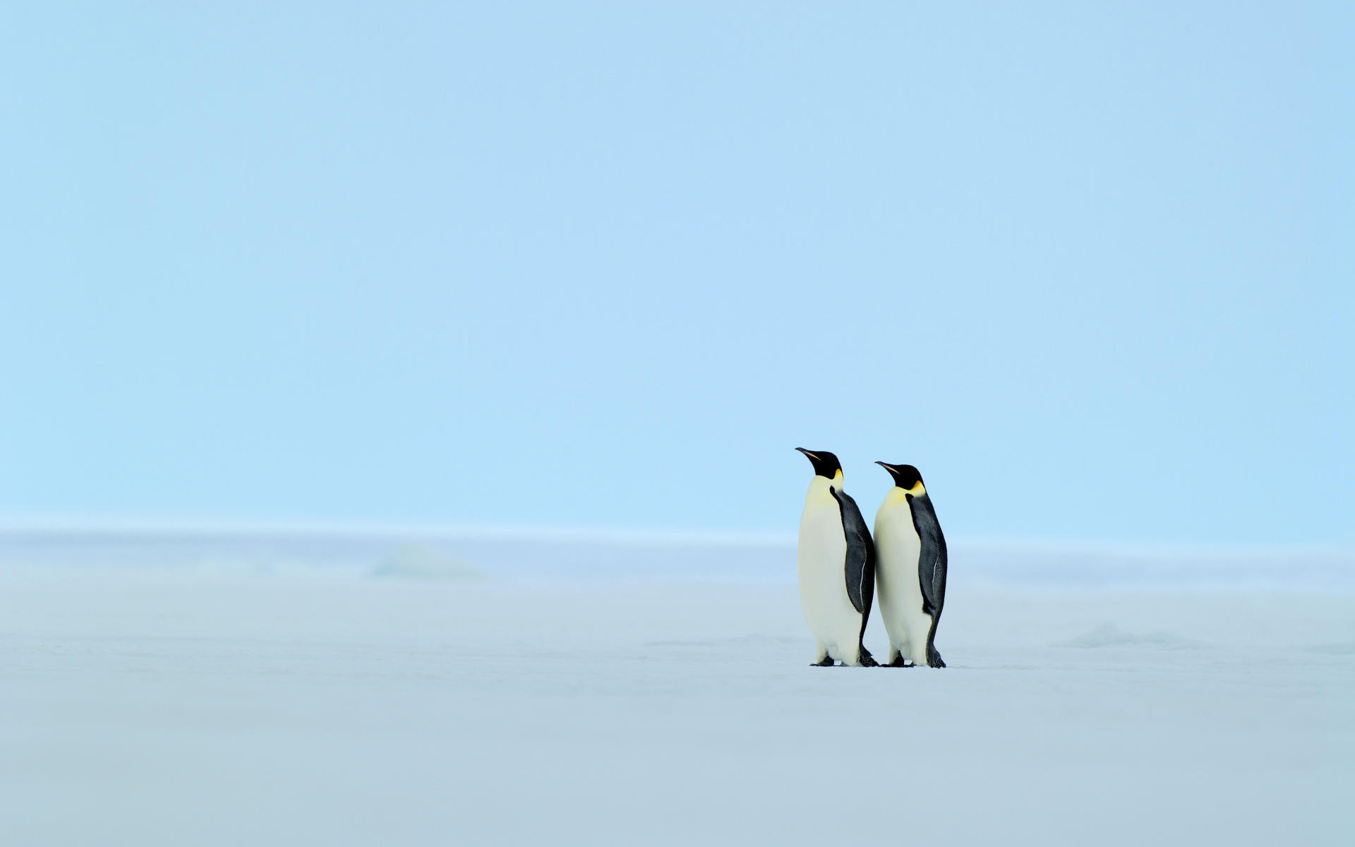 penguin wallpapers - HD Desktop Wallpapers | 4k HD