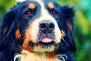 pet dogs photos download