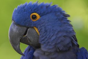 pics of blue macaws