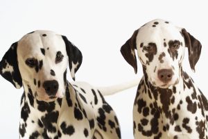 pics of dalmatian dogs