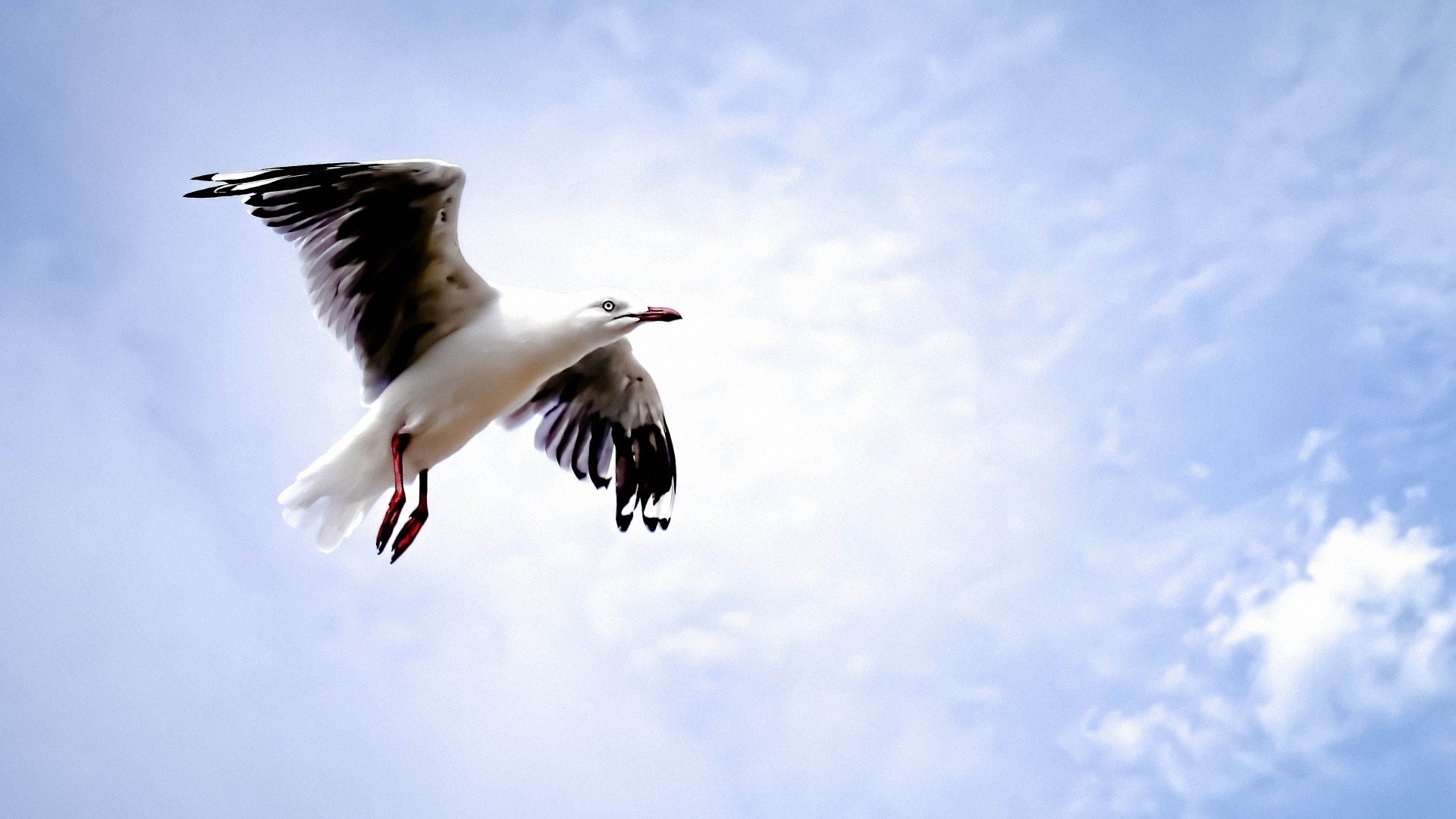 picture of a seagull