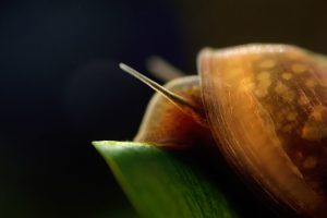 picture of a snail