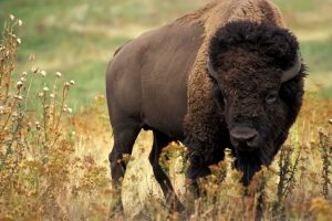 picture of bison