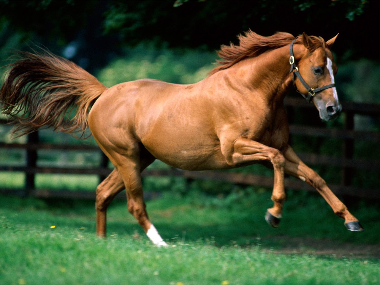 picture of horse
