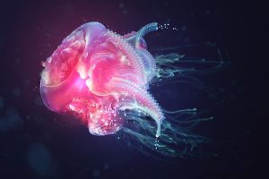 picture of jellyfish