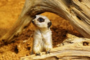 picture of meerkat